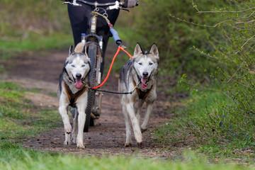 Chien de traîneau en course