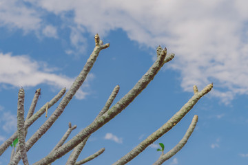 Natural view of dry plumeria tree or frangipani tree during annual deciduous.