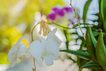 Beautiful Orchid flower in tropical garden. Floral background. Selective focus
