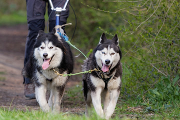 Chien de traîneau en course