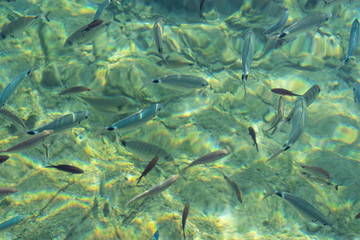 Fototapeta na wymiar Fishes in the clear water, sun reflection, Aegean sea, Bodrum, Turkey