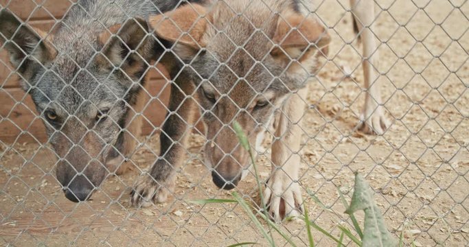 Two wolves are sitting in a cage. One of them is eating grass.