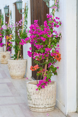 Fototapeta na wymiar Flowerpots with bright decorative flowers near the white wall in the city of Bodrum, Turkey.