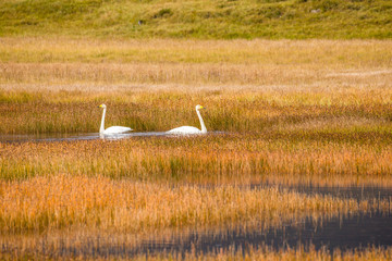 Swans in a creek in Iceland