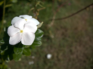 Flower multi color in Garden 