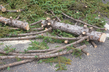 Cut off branches of a pine tree.