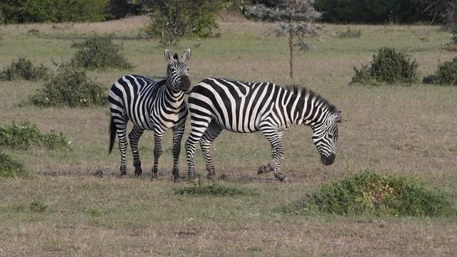 A mating pair of plains zebras nuzzle in the Maasai Mara during the great migration in Kenya.