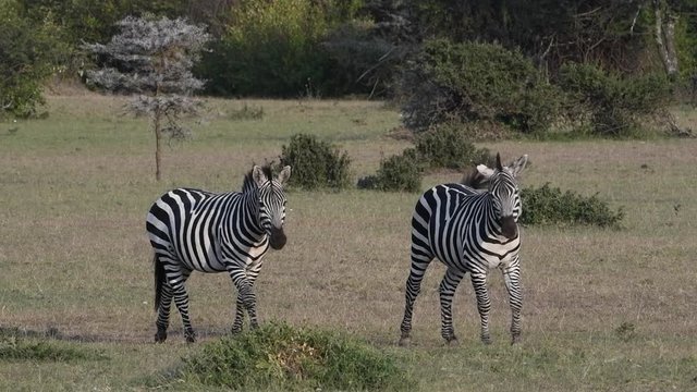 A mating pair of plains zebras nuzzle in the Maasai Mara Reserve in Kenya.