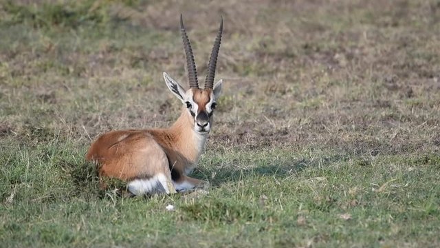 Male Thompson's gazelle  rests on the Maasai Mara savanna in Kenya. Slow motion.