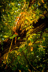 Fall colors
