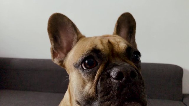 Slowmotion french bulldog face close up camera, is looking ahead, big eyes and big ears on a small dog