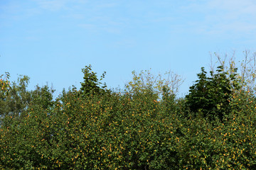 Crowns of trees against a cloudy sky on a bright autumn day. Natural background