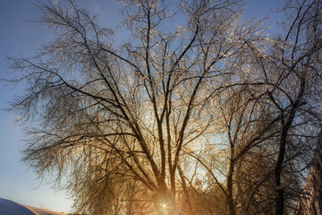 winter landscape of a tree covered with ice on the background of sunrise. frosty wood in snow in the sunny morning. Tranquil winter nature in sunlight