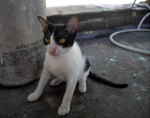 Cat family in Home Morning