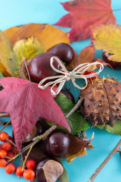 Autumn background. Leaves, chestnuts, dried leaves, rowan berries on pastel blue background. Autumn, fall concept. View from above.