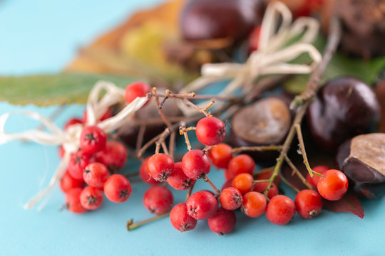 Autumn background. Leaves, chestnuts, dried leaves, rowan berries on pastel blue background. Autumn, fall concept. View from above.