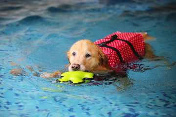 Golden Retriever wear life jacket and hold toy in mouth play in swimming pool. Dog swimming. Dog...