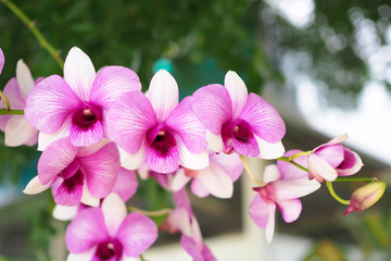 Beautiful pink orchid flower in garden with bokeh blurred background