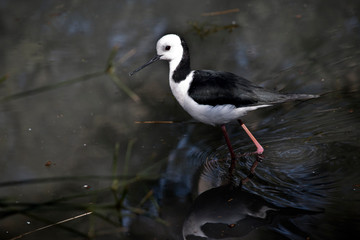this is a side view of a blackwinged stilt