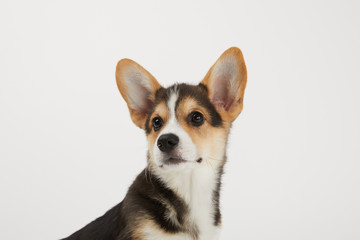 cute welsh corgi puppy looking away isolated on white background
