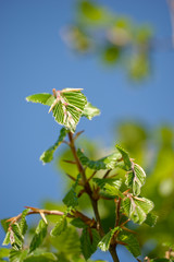 frisches Laub der Rotbuche