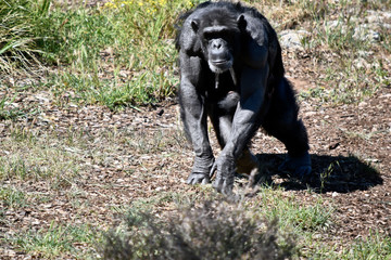 the chimpanzee baby is holding onto its miother