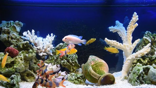 Fish in a freshwater aquarium in pseudo-sea style design