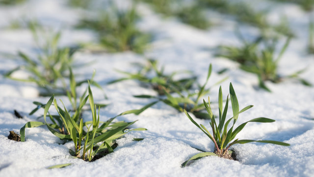 Landwirtschaft - Getreideanbau - Wintergerste im Schnee