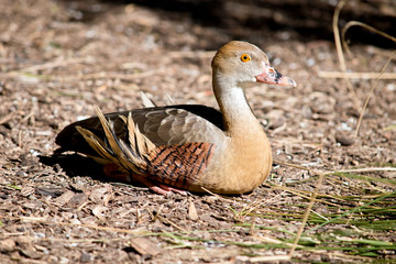 this is a side view of a Plumed whistling duck