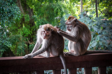 Naklejka na ściany i meble Monkeys in the Monkey Forest, Ubud, Bali, Indonesia
