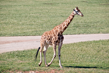 the giraffe is walking on the grass