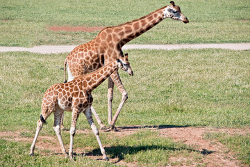 the two giraffes are walking on the grass