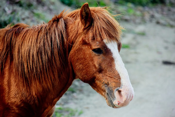 Obraz premium portrait of a horse