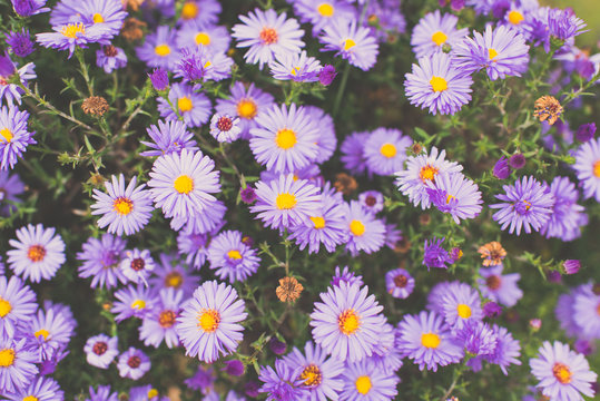 Autumn purple flowers