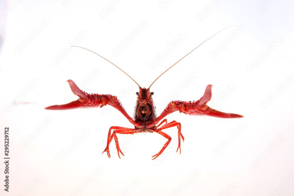 Wall mural Crayfish