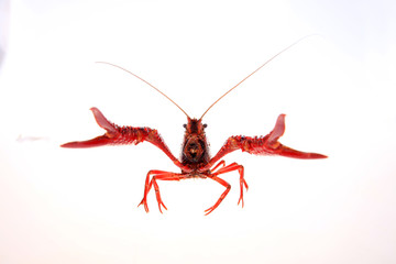 Crayfish