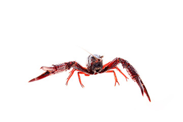 Crayfish