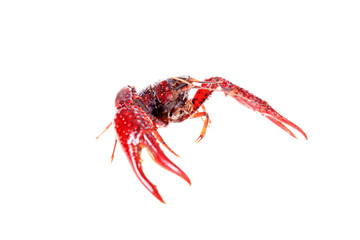 Crayfish
