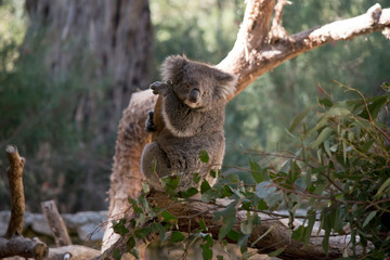 the koala is in a tree