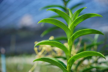 green leaves of plant