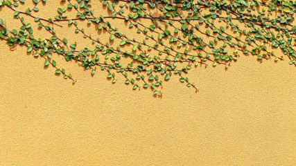 Close up of leaves green vine on yellow rough wall.