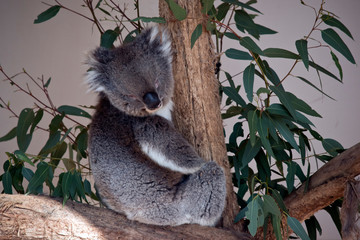 this is a joey koala sleeping
