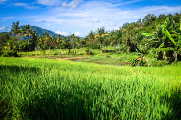 Green paddy fields, Sidemen, Bali, Indonesia
