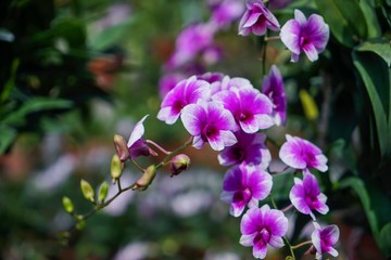 Fototapeta na wymiar pink flowers in garden