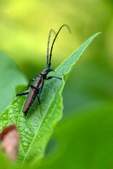 Aromia moschata longhorn beetle posing on green leaves, big musk beetle with long antennae and beautiful greenish metallic body