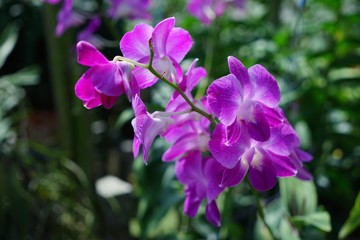 Fototapeta premium pink flowers in the garden