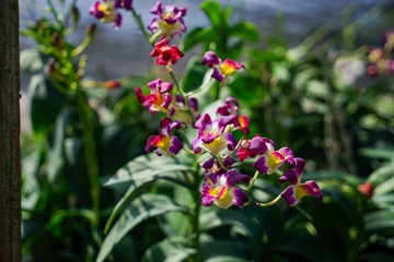 flowers in the garden