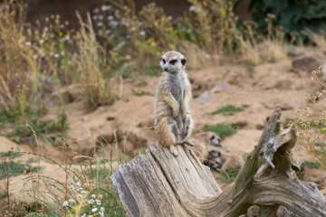 Beautiful meerkat holding a guard in sandy area, funny small african animal