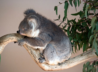 this is a side view of a koala