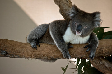 Naklejka premium the koala is laying on a branch